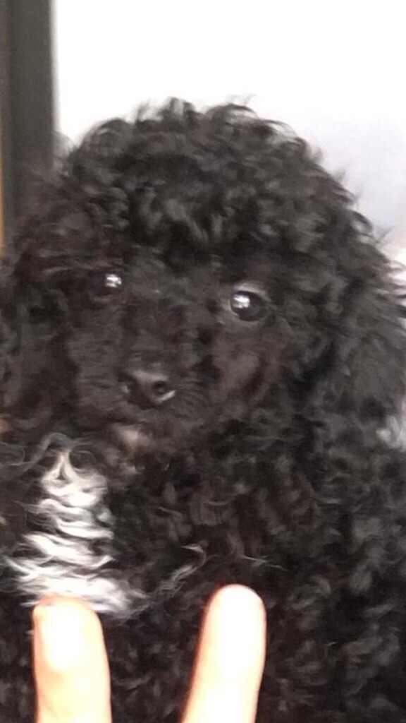 miniature poodle gumtree